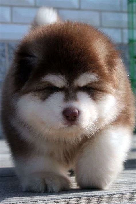 Buy Alaskan Malamute Puppies For Sale in Delhi NCR, India