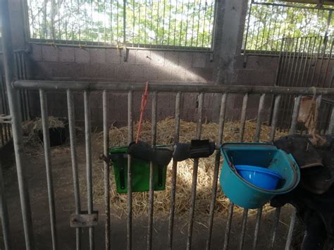 BOXEN FREI in 28816 Stuhr FN Mitglied Reitstall Buschmann Vollpension ...