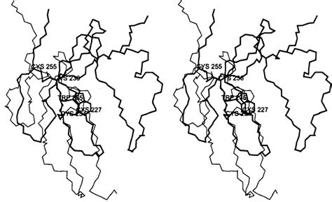 Image result for Paper CWC Trphy