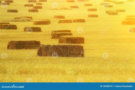 Bundles of Hay on the Retracted the Field. Stock Image - Image of warm ...