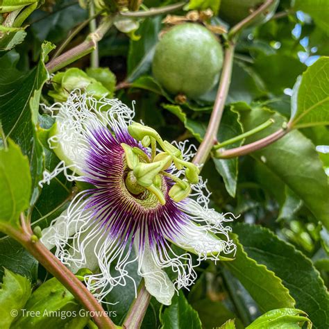 Purple Granadilla