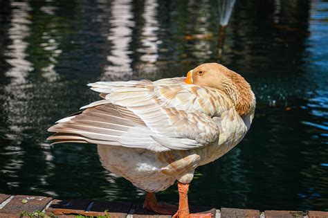 American buff goose at Lake Eola. : r/florida