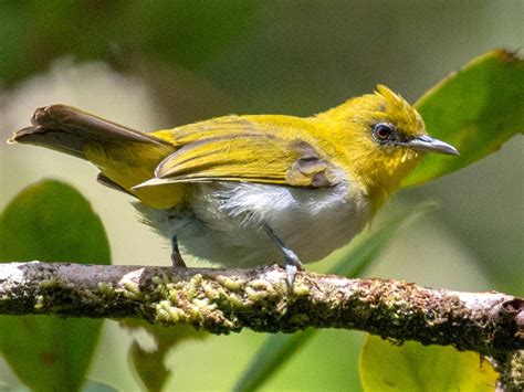 Yellow-throated White-eye - eBird