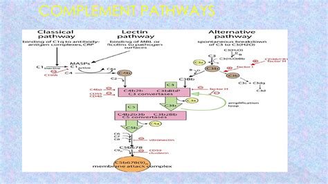 Image result for Complement Pathways