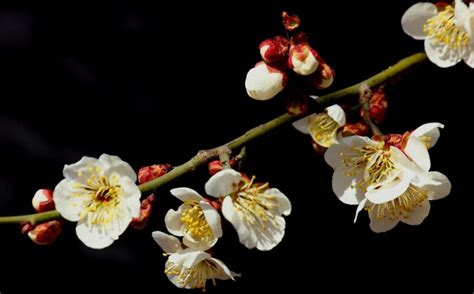 盆栽梅花的常见种类 - 百花谷