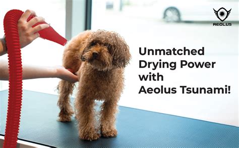 Buy Aeolus Tsunami Single Motor Dryer for Dogs & Cats, Pet Grooming ...
