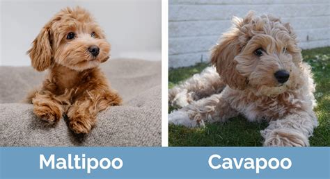 Maltipoo vs Cavapoo – How Do They Compare? (With Pictures) | Hepper Pet ...