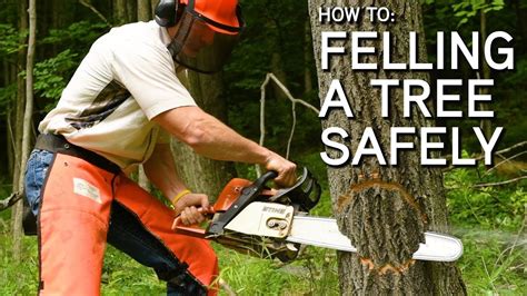 Image result for Chainsaw Tree Fall
