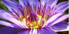nomi di fiori esotici fiori esotici la top 5 dei pi 249 belli di fiori e nomi di fiori esotici fiori esotici la top 5 dei pi 249 belli di fiori e