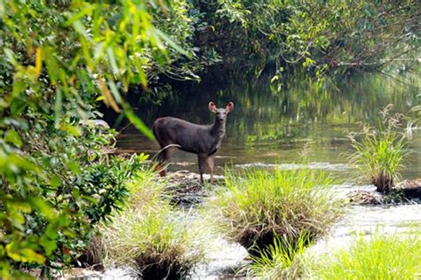 Sai Sanctuary: India's First Private Wildlife Sanctuary | LBB, Bangalore