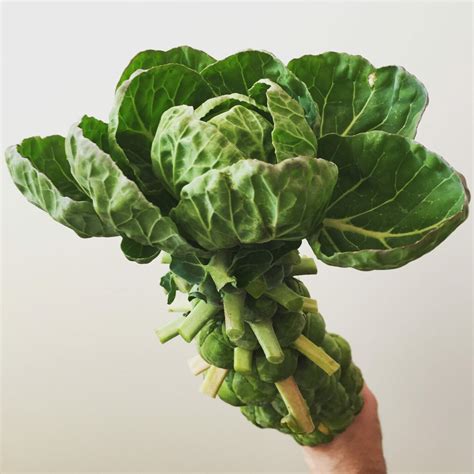 How to grow Brussels sprouts organically and cook them | Jack ...