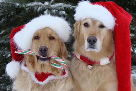 christmas pictures images