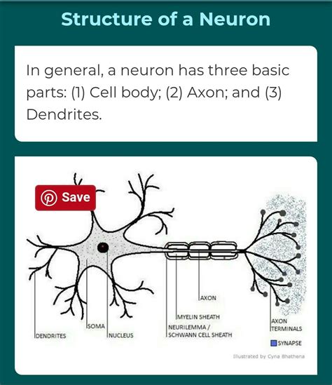 Explain the structure, function and location of nervous tissue - Brainly.in