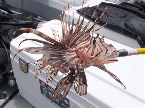 Lionfish Venomous Spines