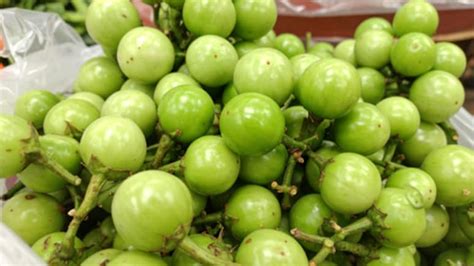 फोड़े-फुंसी के लिए रामबाण हैं लभेर, इन लोगों को जरूर करना चाहिए इसका ...