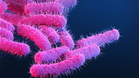What is Shigella? CDC calls increase in infections a 'public health ...