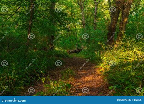 Path in the Green Dense Summer Forest Stock Photo - Image of path, landscape: 255373430
