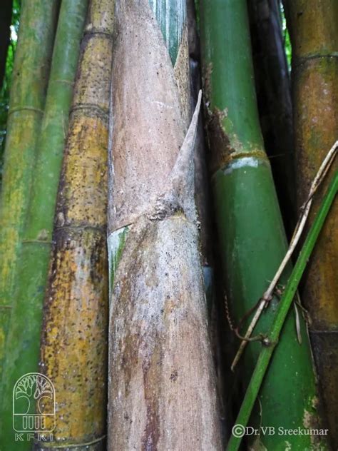 Thyrsostachys oliveri | Bamboo Info