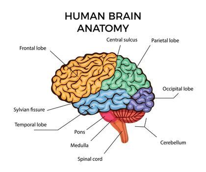 Image result for Brain Network Python