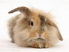 Image result for Fluffy Bunny Tail