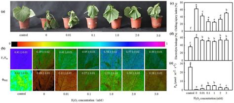 H2O2 Functions as a Downstream Signal of IAA to Mediate H2S-Induced ...