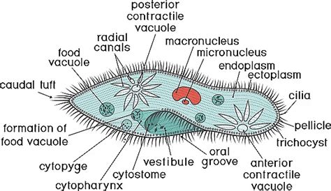 Kingdom Protista: Euglenoids, Slime Moulds and Protozoans - Biology ...