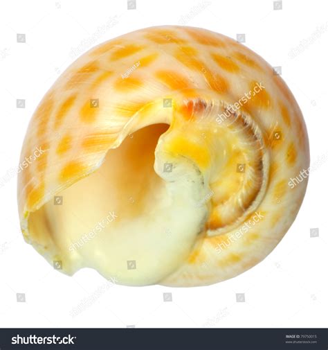 Shell Texture Vector 的图像结果