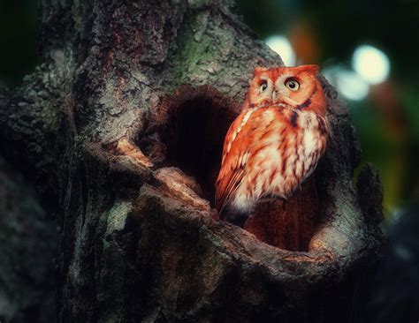 Majestic Owl HD Wallpaper