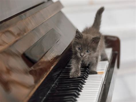 Cat Playing Piano Wallpapers - Wallpaper Cave
