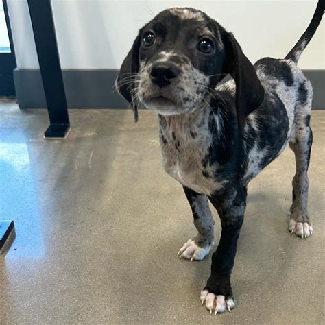 Humane Society of Cherokee County (@humanesocietycherokeecounty ...