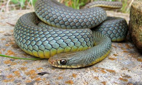 Blue Racer Snake Bite