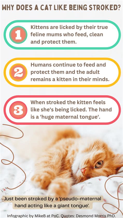 Why Do Cats Like Being Stroked Behind The Ears at John Remaley blog
