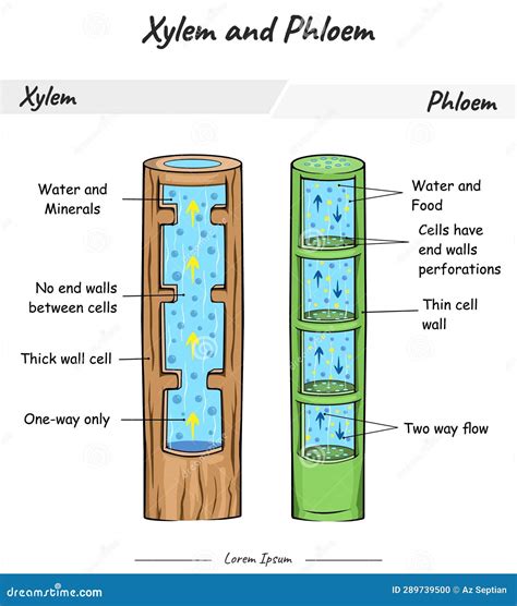 Xylem and phloem stock vector. Illustration of graphic - 289739500