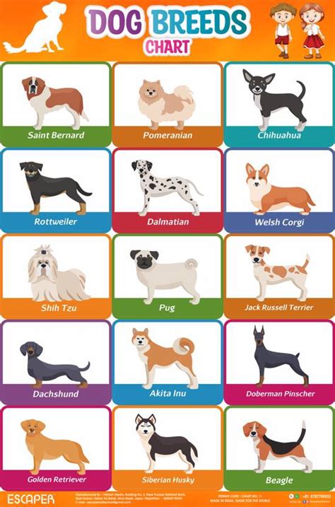 Dog Breed Chart for Kids learning (11.5 x 17.5 inches) Photographic ...