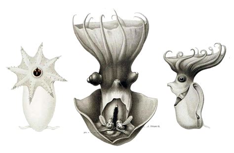 10 Notable Facts About Vampire Squids - A-Z Animals