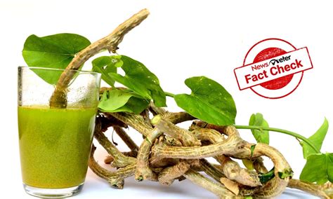 Fact Check: Can Giloy cure type 2 diabetes?