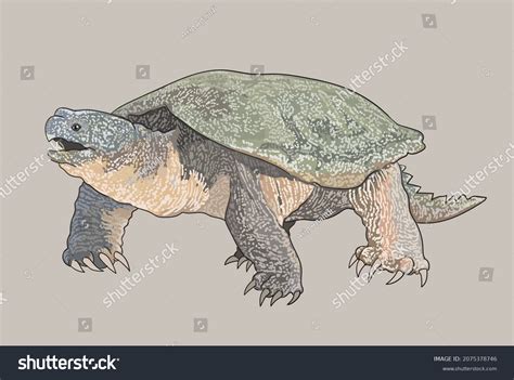 Image result for Snapping Turtle Drawing