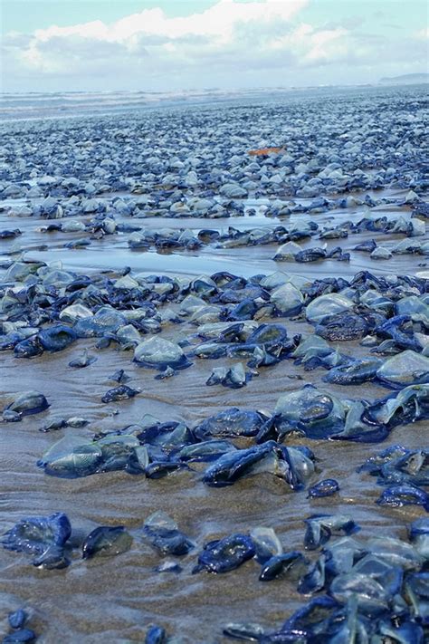 Blue Bottle Jellyfish On Beach