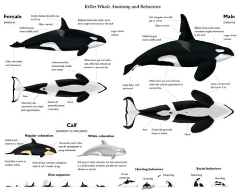Image result for Dolphin Partner Optimization Algorithm
