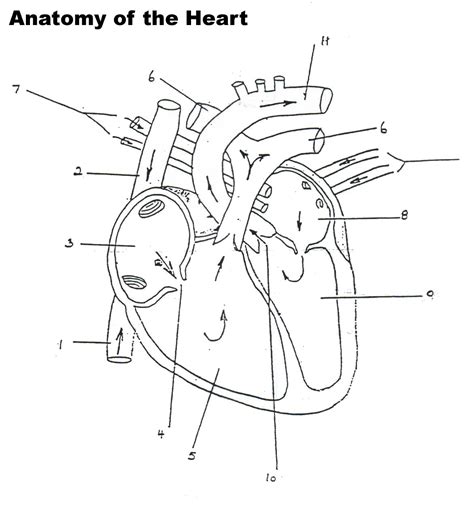 structure of the heart worksheet - Google Search | Anatomy and ...