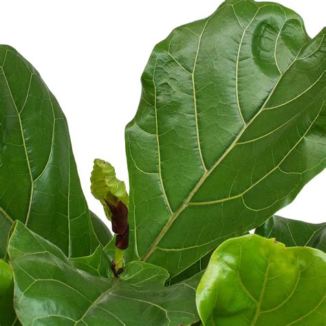 Ficus Lyrata - Fiddle Leaf Fig - FLORANZA INTERNATIONAL NURSERY