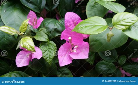 Image result for Pretty JSON HTML