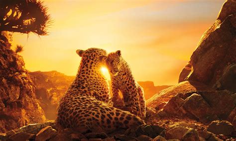 8 Must-See Nature Documentaries | Essential Marbella Magazine