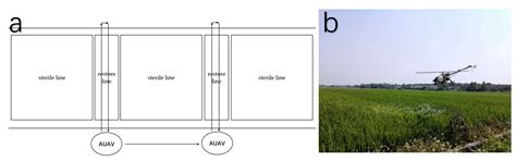 Mechanized Hybrid Rice Seed Production: Planting Density, the Flight ...