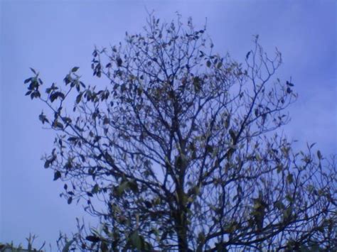 Manolyada yaprak sorunları - agaclar.net