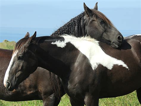 Animals 的图像结果