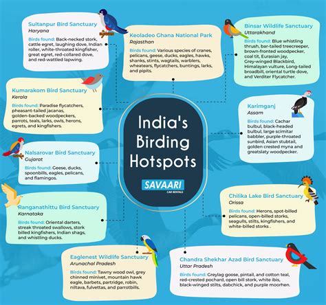 India's feathered jewels - Experts' guide to birdwatching in India