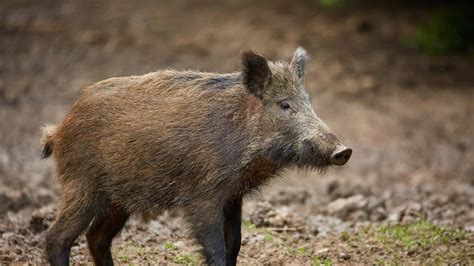 Asp.net Core Checkbox Example 的图像结果