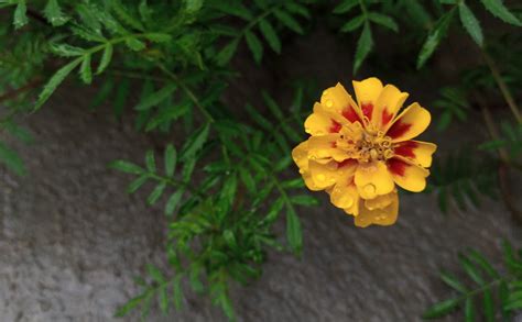 Tecno Camon iClick review: Mid-range phone with top-notch camera ...