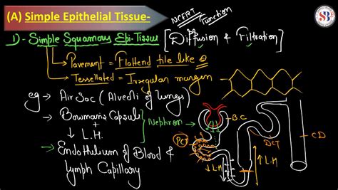 Epithelial Tissue - Definition, Types, Structure, Functions